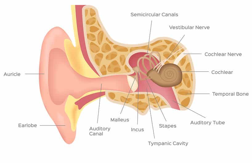 Hearing Loss